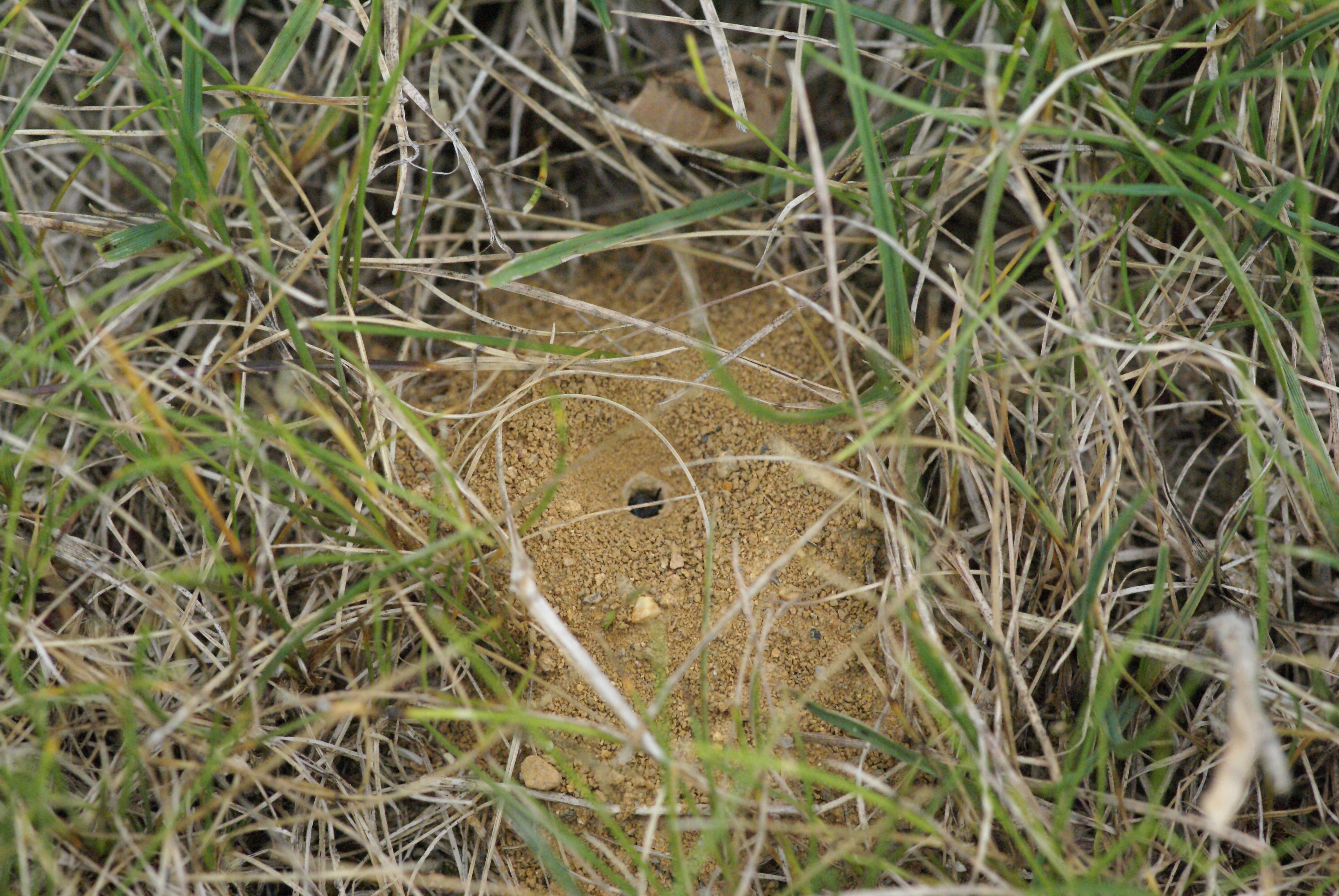 Abeilles solitaires